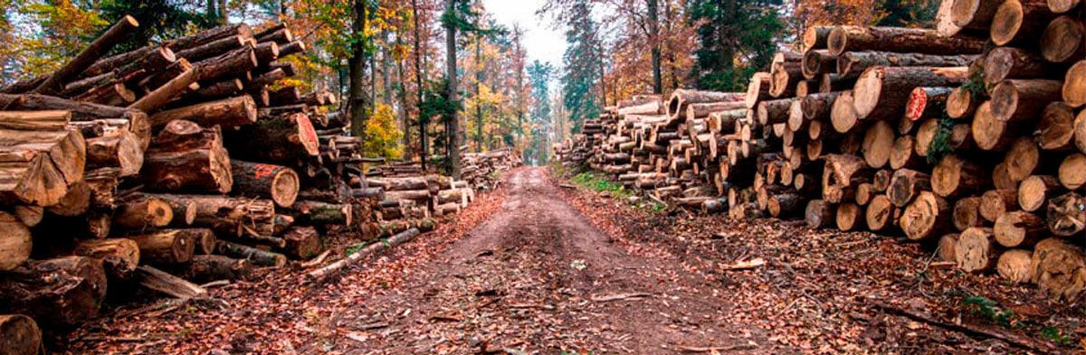 Biomasa forestal