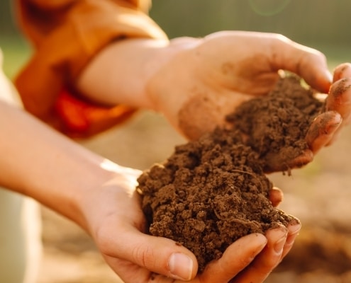 Beneficios del uso de carbón vegetal en la agricultura.