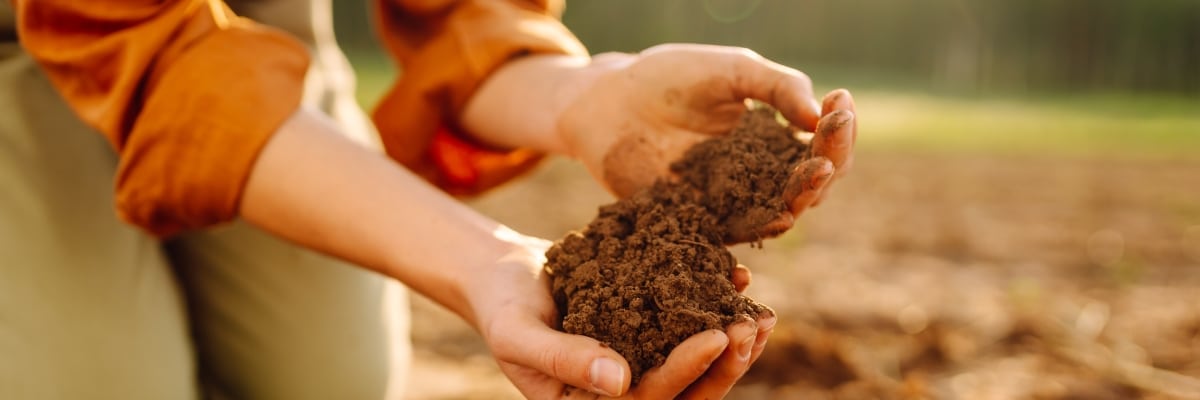 Beneficios del uso de carbón vegetal en la agricultura.