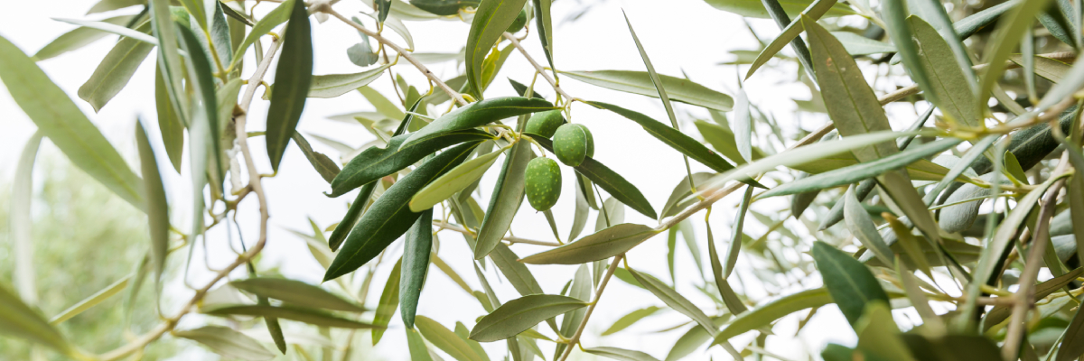 Beneficios del hueso de aceituna como combustible